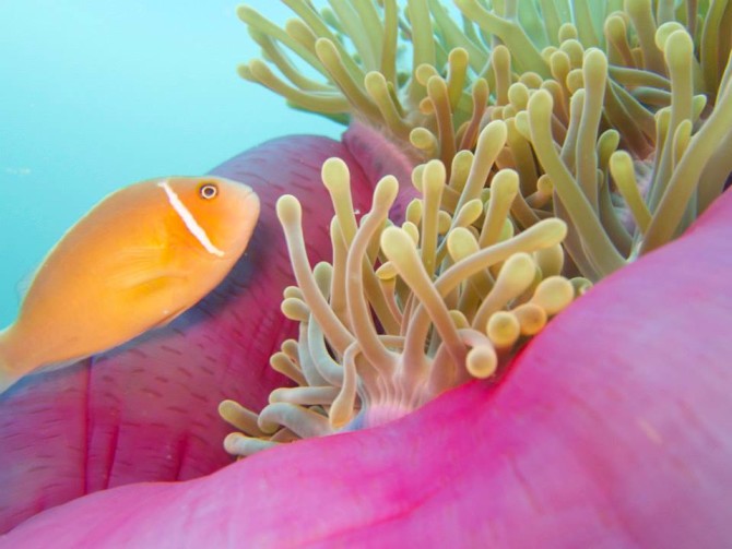 2015 Bucket List Diving with Fish Swimming in Sea Anemones